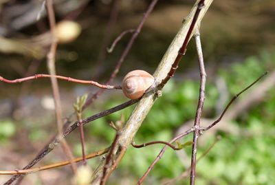 Close-up of plant