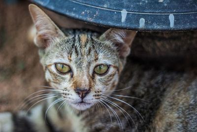 Close-up portrait of cat