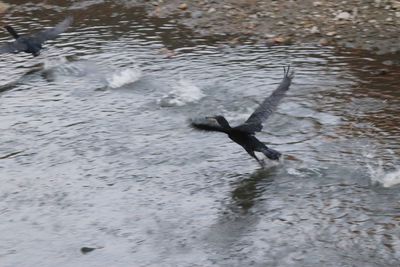 High angle view of bird flying over lake