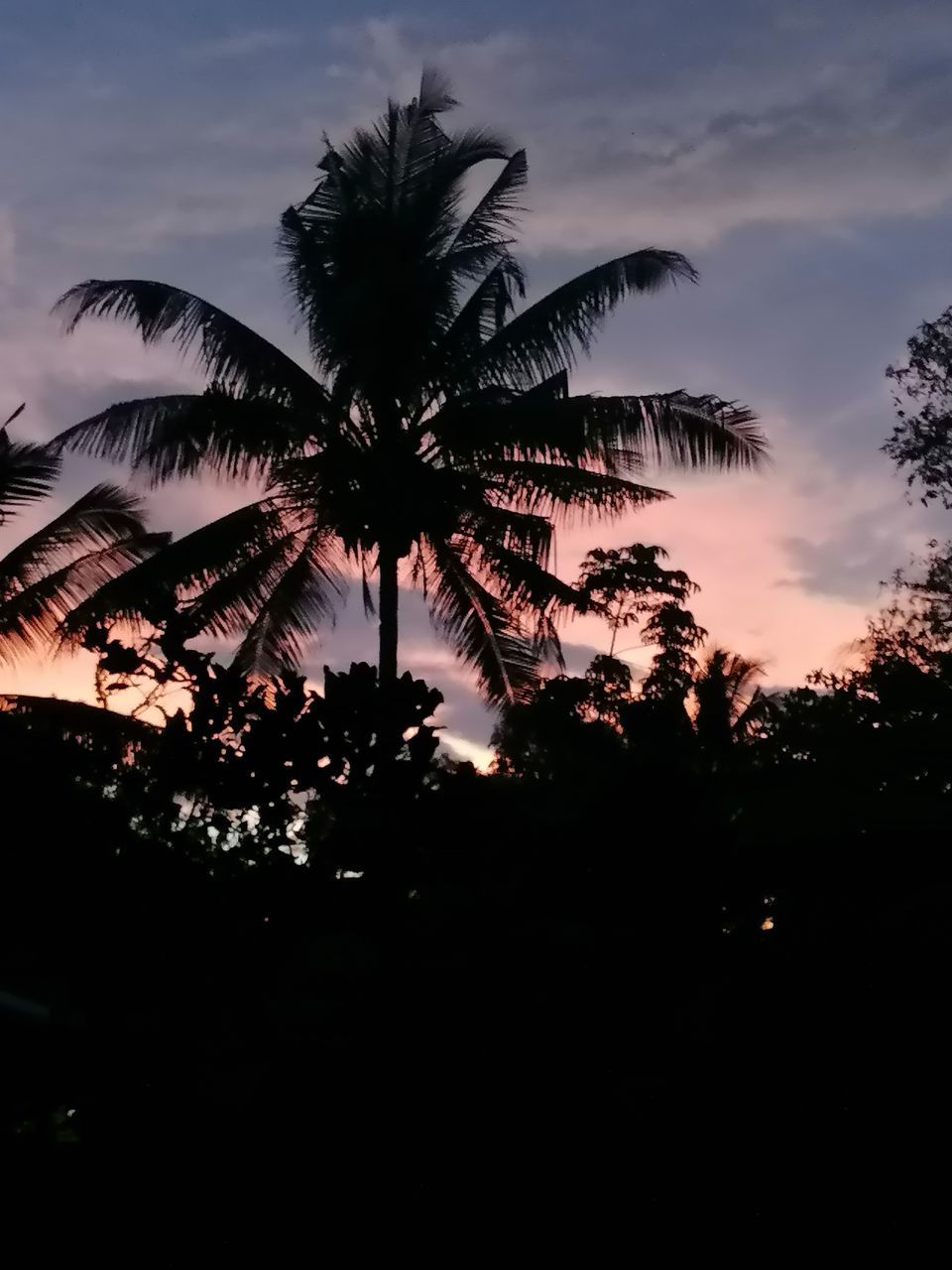 tree, palm tree, sky, tropical climate, plant, silhouette, sunset, nature, beauty in nature, cloud, tranquility, no people, dusk, scenics - nature, coconut palm tree, darkness, land, tropical tree, evening, tranquil scene, outdoors, travel destinations, environment, idyllic, sunlight, holiday, growth, low angle view, vacation, trip, leaf, dramatic sky, tropics, landscape, travel, dark
