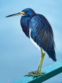 Bird perching on wall