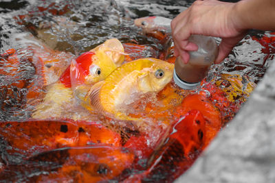 Close-up of hand holding fish swimming