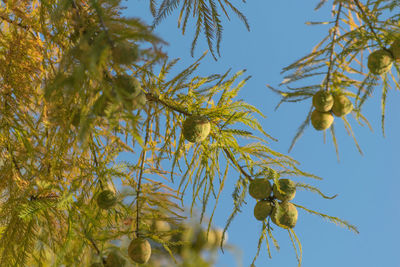 Low angle view of tree against clear sky