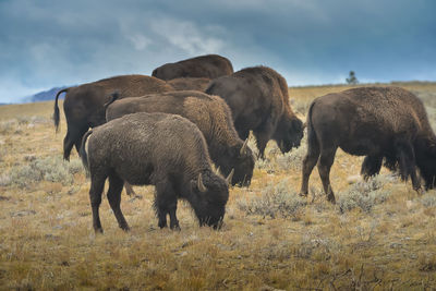 Bison grazing on field against sky