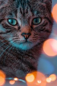 Close-up portrait of a cat