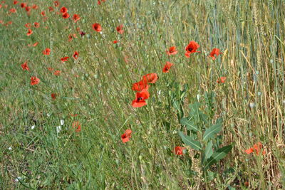 Close-up of red poppy flowers