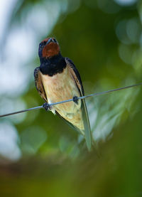 Close-up of bird perching on cable