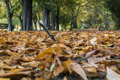 Autumn leaves fallen on tree in forest