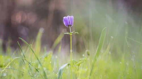 Close-up of purple flowering plant on field