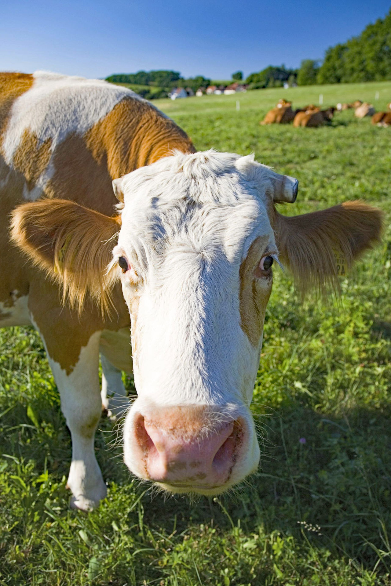 Pasture feeding