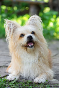 Portrait of dog looking away