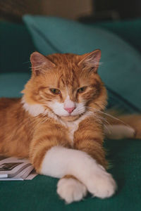 Portrait of cat resting