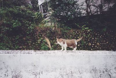 Cat standing on retaining wall