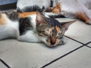 Close-up of cat sleeping