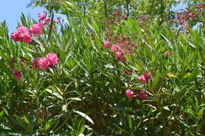 Close-up of red flowers against sky