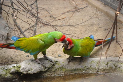 Green parrot perching on a branch