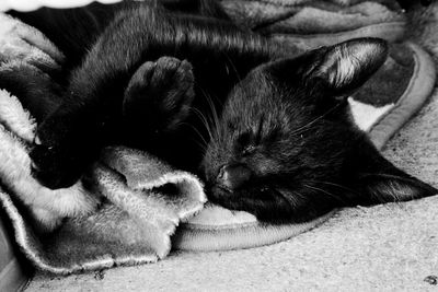 Close-up of cat sleeping