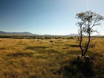 Scenic view of field against clear sky