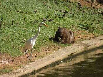 Bird in park