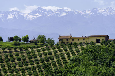 Plants growing on field against mountain range