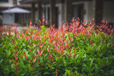 Close-up of red flowering plants