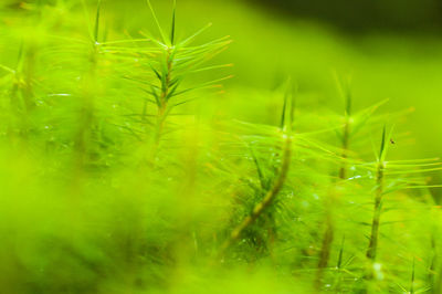 Close-up of crops growing on field