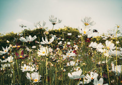 Close-up of white flowering plants on field