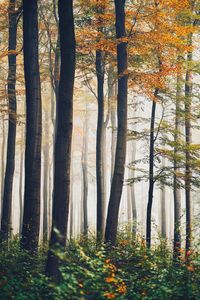 Trees in forest during autumn