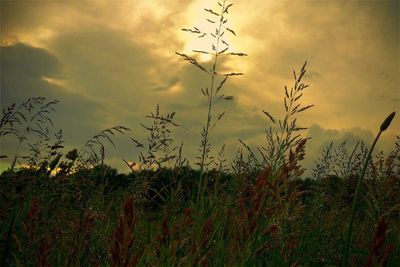 Scenic view of field against cloudy sky