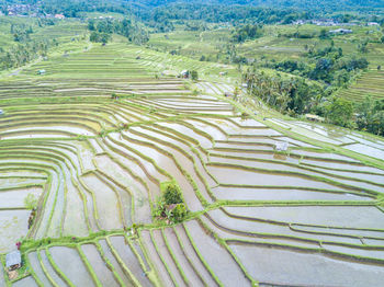 High angle view of rice field