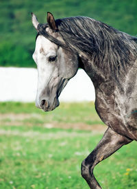 Close-up of horse on field