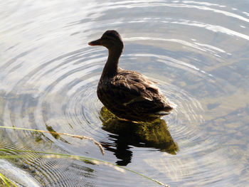 High angle view of duck swimming in lake