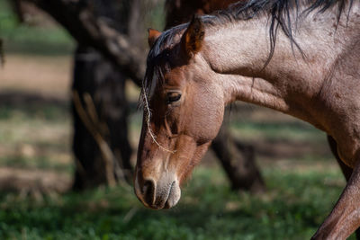 Close-up of horse on field
