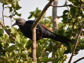 Low angle view of bird perching on branch