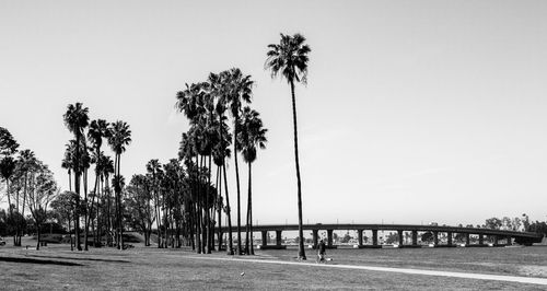 Scenic view of palm trees against clear sky