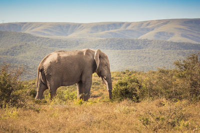 Elephant in a farm