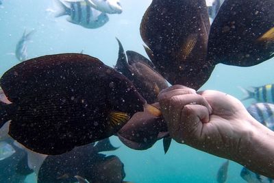 Close-up of hand holding fish swimming in aquarium