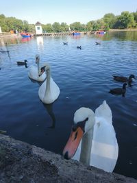 Swans swimming in lake