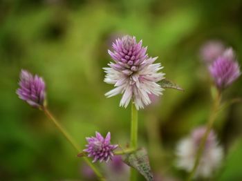 Close-up of thistle blooming outdoors