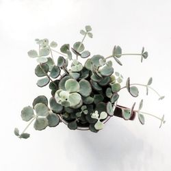 Close-up of fresh green plant against white background