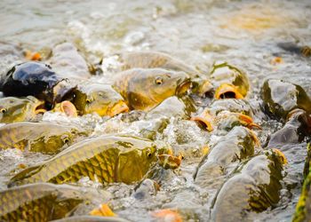 High angle view of crap fishes in lake