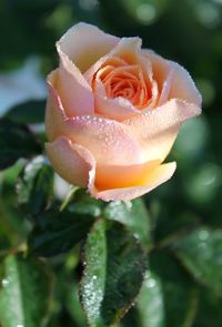 Close-up of wet rose blooming outdoors