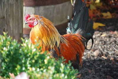 Close-up of rooster