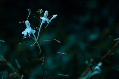 Close-up of white flowering plant