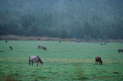 Grass on grassy field