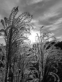 Low angle view of flower tree against sky