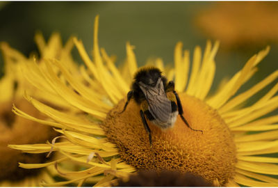 Close-up of honey bee pollinating on sunflower