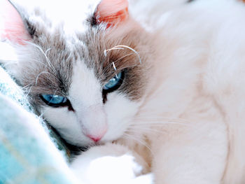 Close-up portrait of a cat