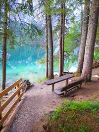 Trees growing in forest