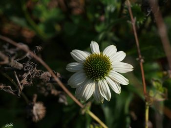 Close-up of fresh white flower